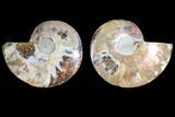 Agate Replaced Ammonite Fossil - Madagascar #145918-1